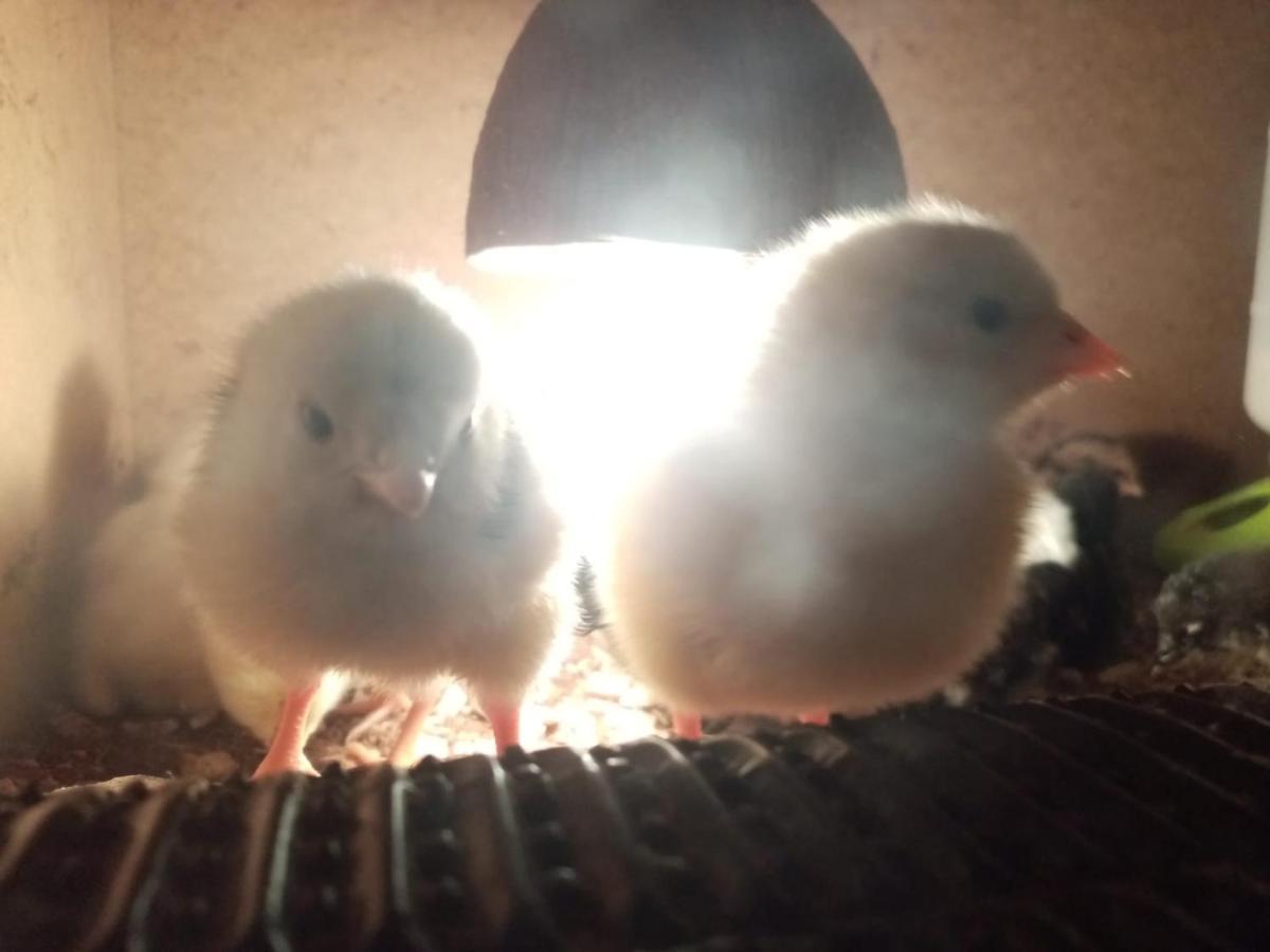 Farma Hermina Jilemnice Luaran gambar